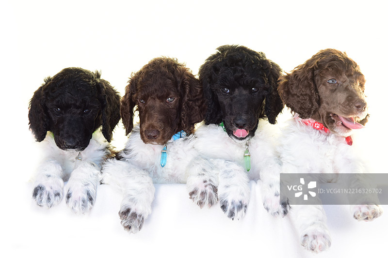 标准贵宾犬幼崽窝，摄影棚。图片素材