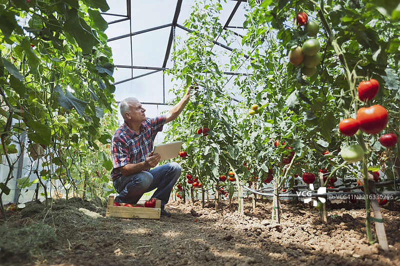 农民在温室中使用数字平板电脑进行蔬菜种植工作图片素材