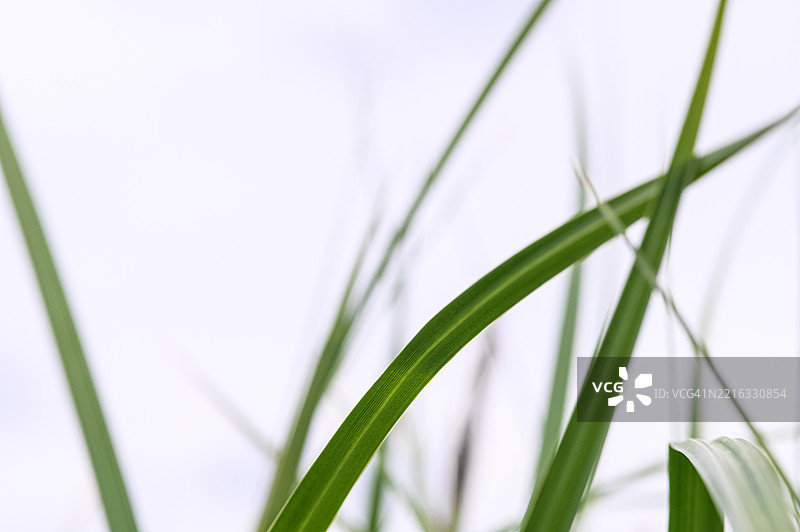 自然中高耸的绿色草叶特写图片素材