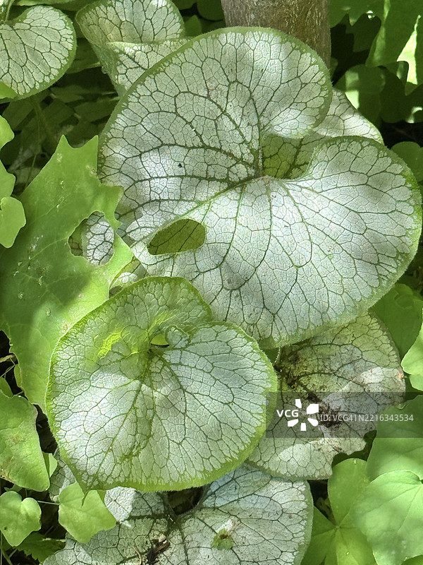 喜阴植物西伯利亚蓝花草（Brunnera macrophylla）图片素材