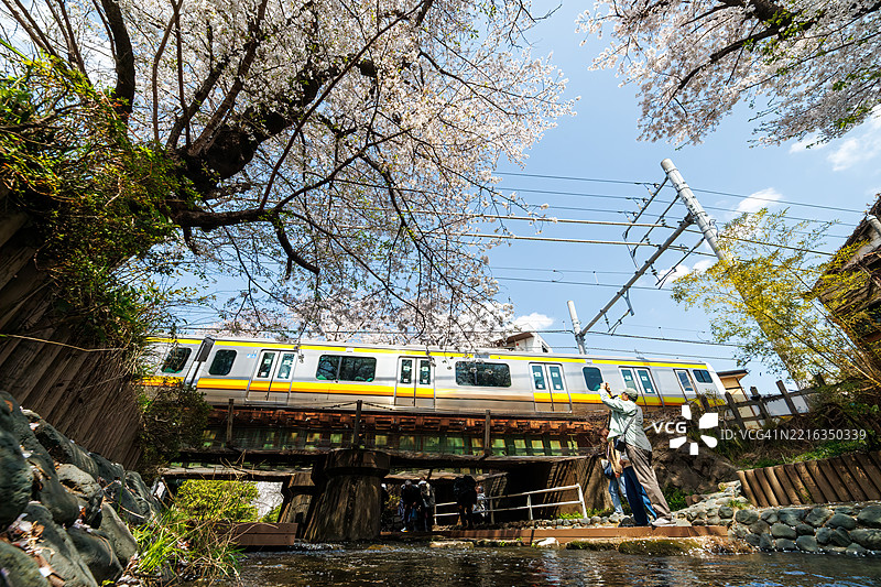 美丽的染井吉野樱（Cerasus x yedoensis）在灌溉渠旁盛开，火车缓缓经过。图片素材