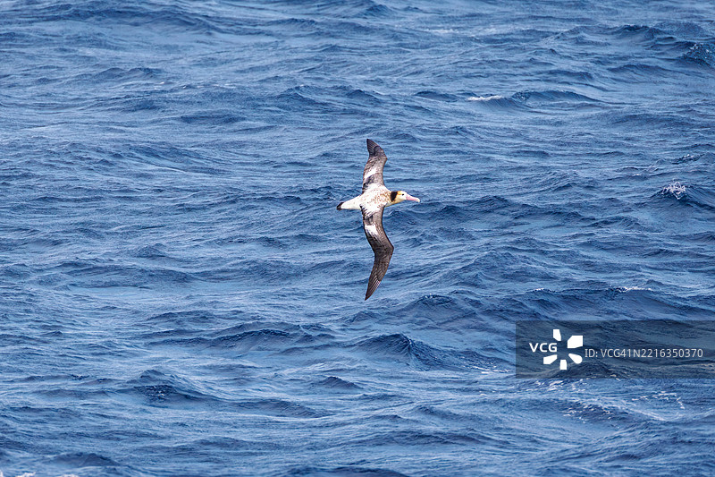 一只巨大的短尾信天翁（Phoebastria albatrus）在海岸外飞翔。翼展超过2米。图片素材