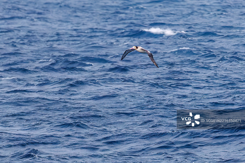 一只巨大的短尾信天翁（Phoebastria albatrus）在海岸外飞翔。翼展超过2米。图片素材