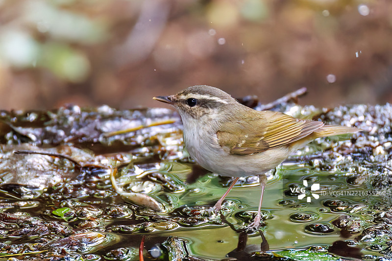 可爱的萨哈林柳莺，学名为Phylloscopus borealoides，属于柳莺科，正在鸣叫。正在水盆中洗澡。图片素材