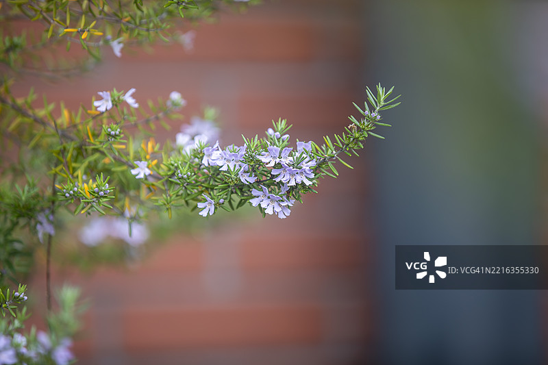 盛开的迷迭香花特写，留有空白空间图片素材