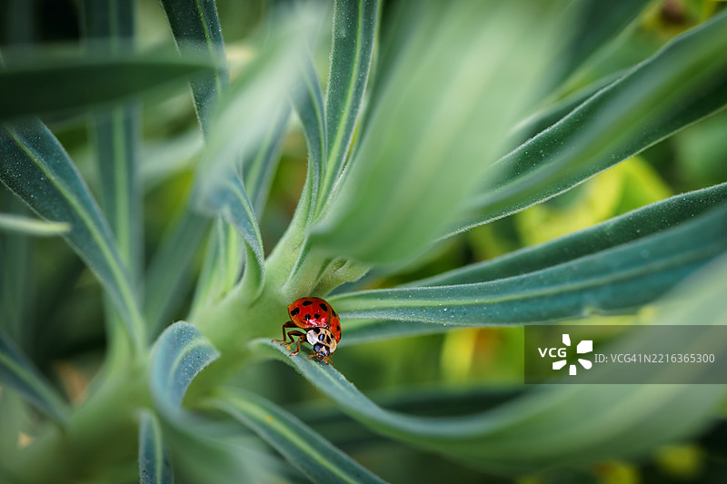 花园中花朵的特写，伴有一只瓢虫图片素材