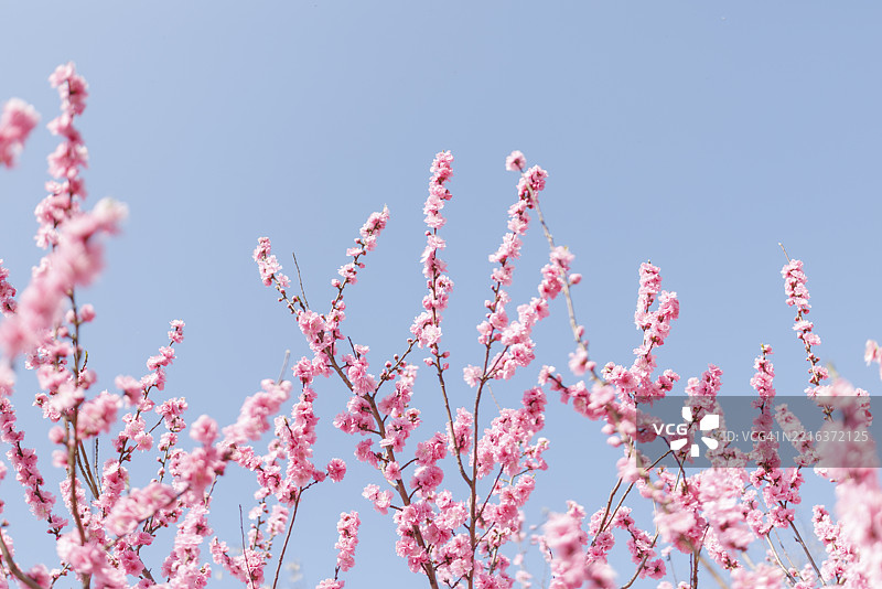 红梅花与留白。春天的概念图片素材