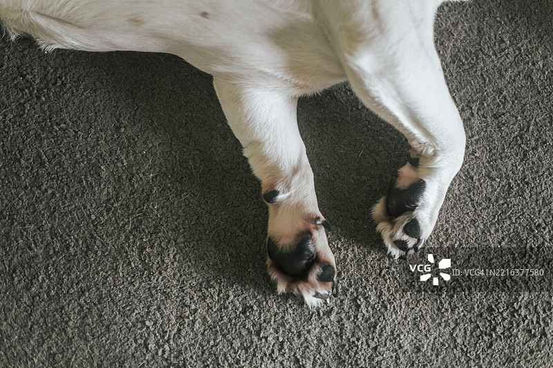 英斗犬的爪子在地毯上休息/睡觉的特写镜头图片素材