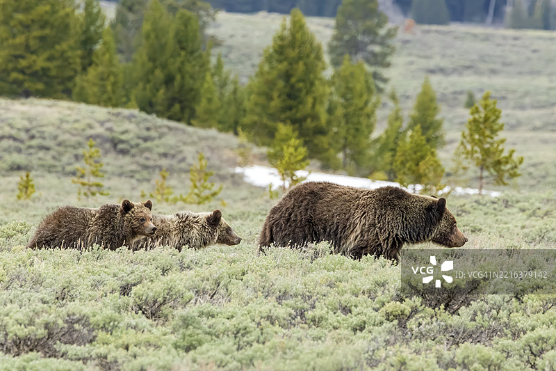 旅行中的灰熊家庭图片素材