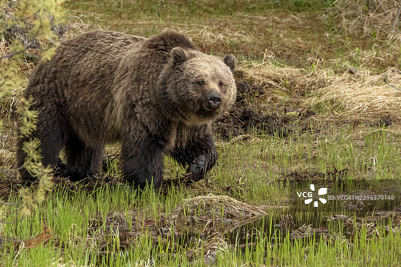 灰熊母熊图片素材