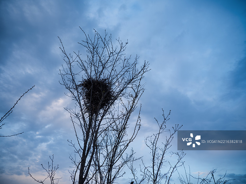 黄昏时分的天空与树木图片素材