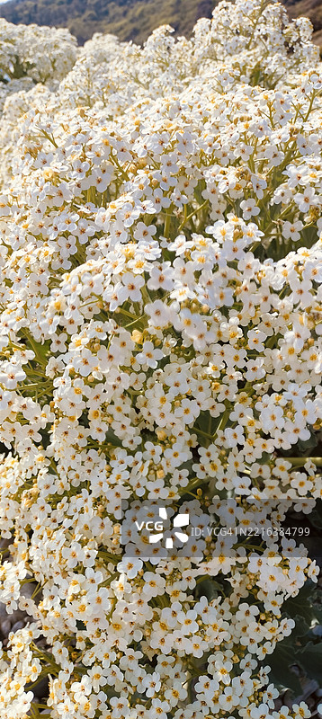 海甘蓝（Crambe maritima）盛开的野花图片素材