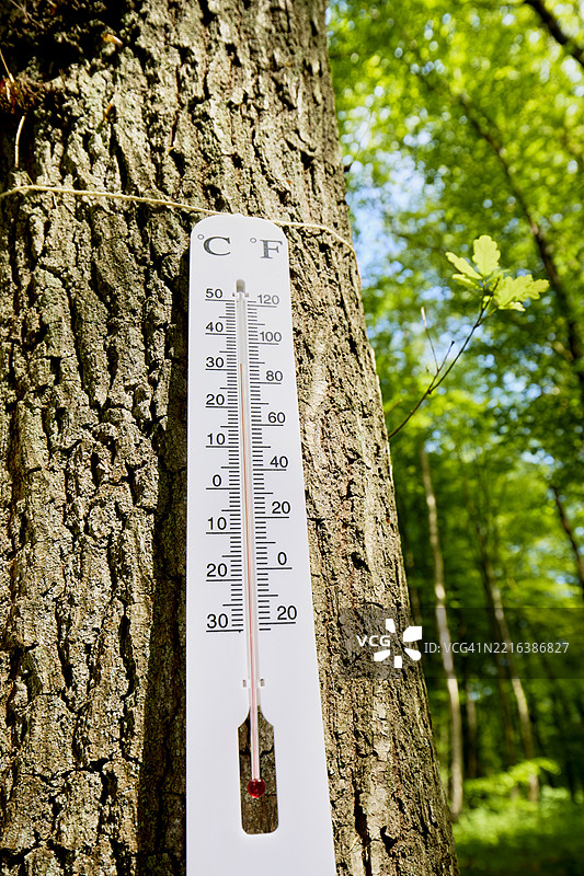 一支白色温度计挂在森林中的树上，刻度为摄氏度和华氏度。图片素材