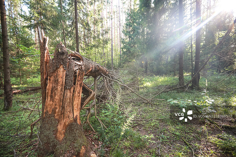 自然灾害：森林中的折断树木图片素材