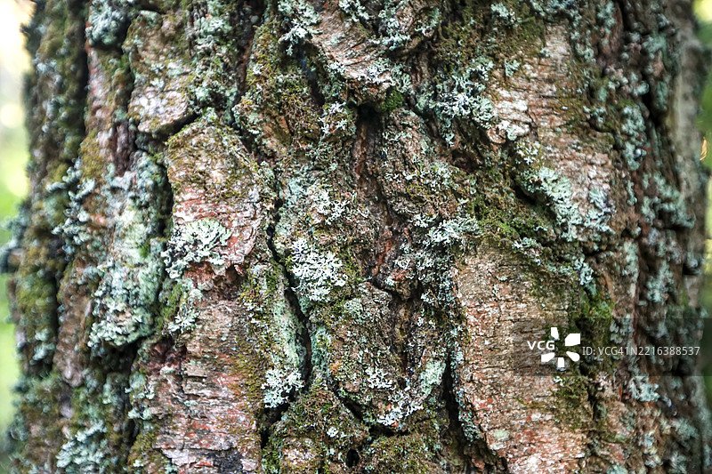 自然装饰：树皮特写，带有细腻的苔藓色调图片素材