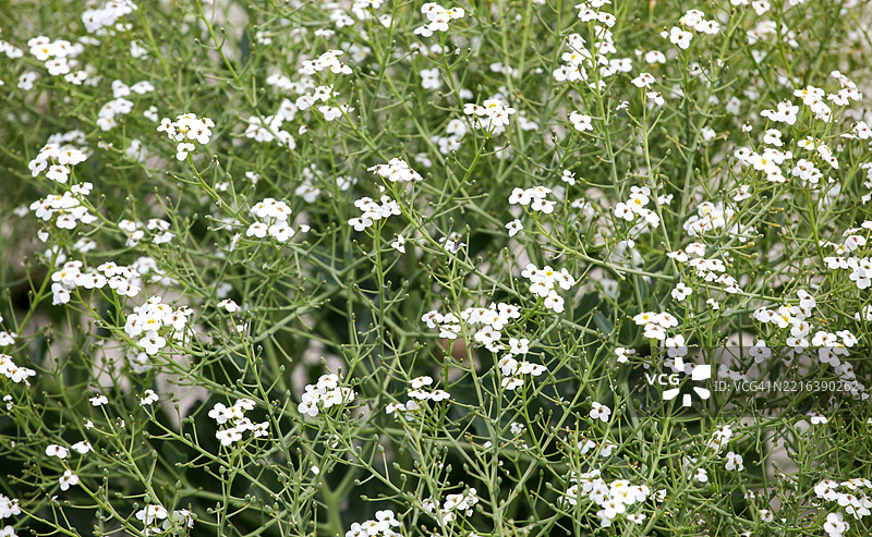 心叶海甘蓝 (Crambe cordifolia)图片素材