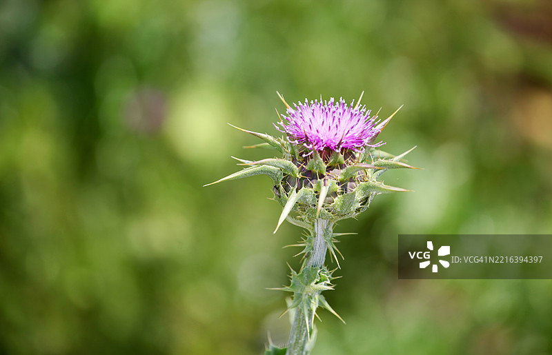 奶蓟花头图片素材