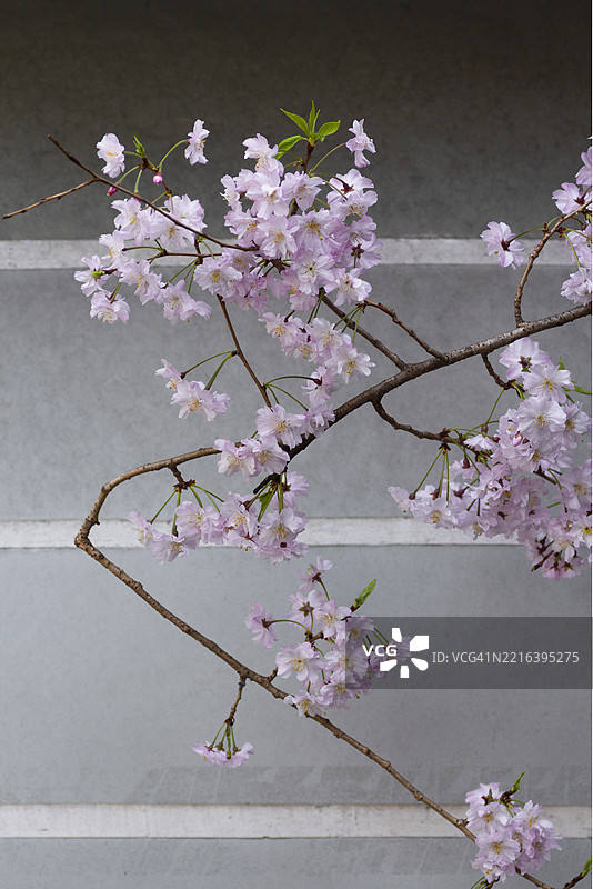 垂枝樱花图片素材