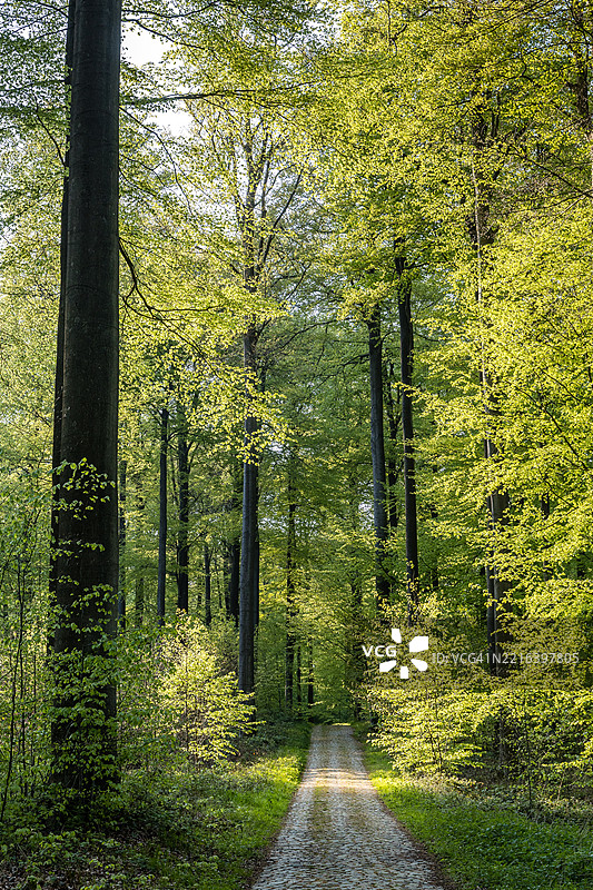 索尼安森林中的鹅卵石小径图片素材