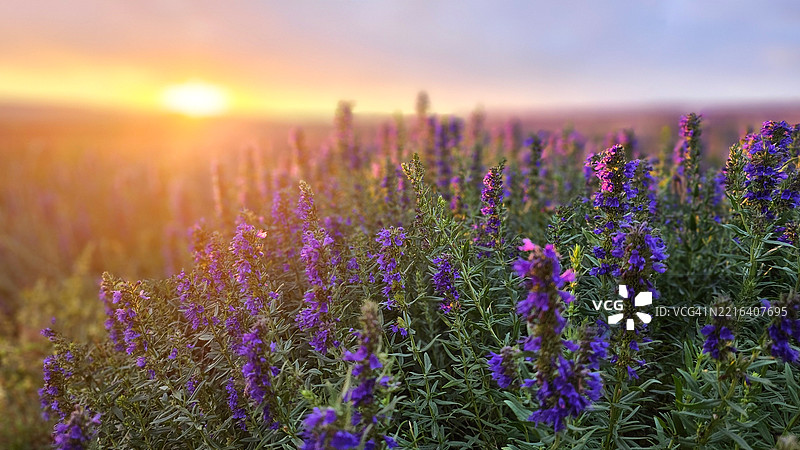 日落时分的薰衣草田，盛开的紫色花朵，自然的地平线，温暖的金色光线，宁静、放松、芳香疗法、生态旅游和自然保护的概念。图片素材