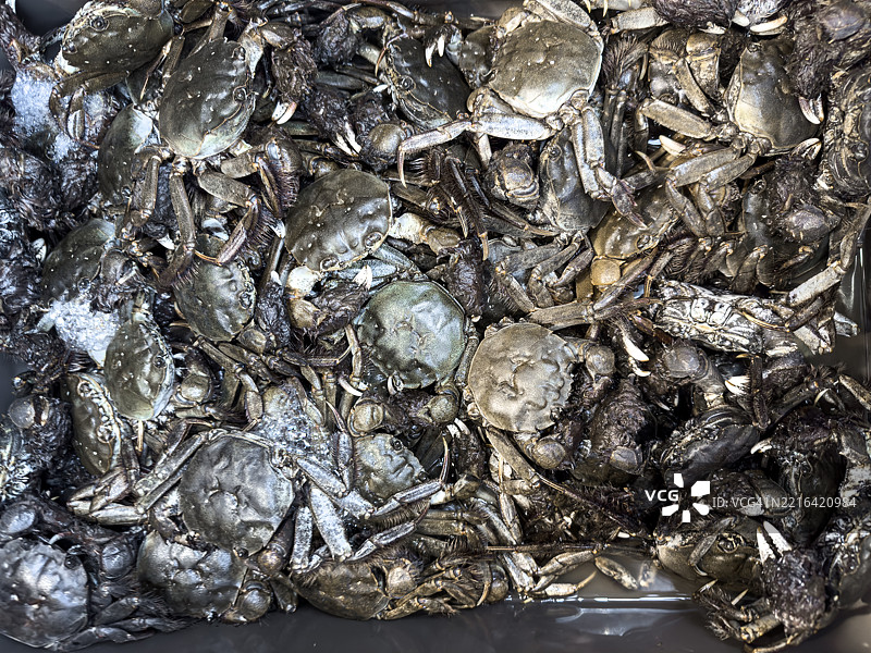 横滨桥市场的北海道日本毛蟹（Eriocheir japonica）图片素材