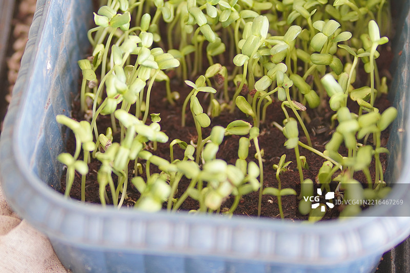 向日葵芽图片素材