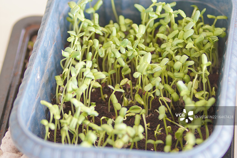 向日葵芽图片素材