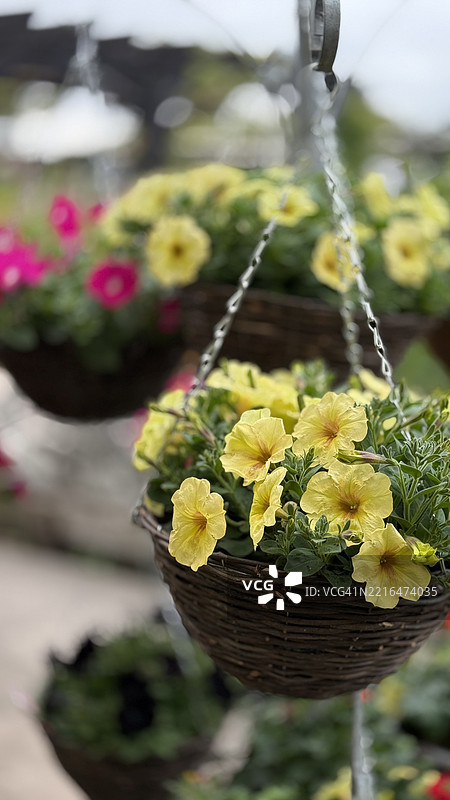 悬挂花篮中的花卉选择，包括盛开的黄色垂挂矮牵牛花（卡利布拉乔杂交种）特写。图片素材