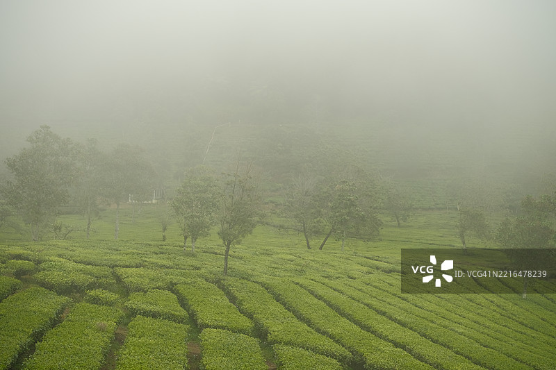 印度尼西亚中爪哇的茶园风景图片素材