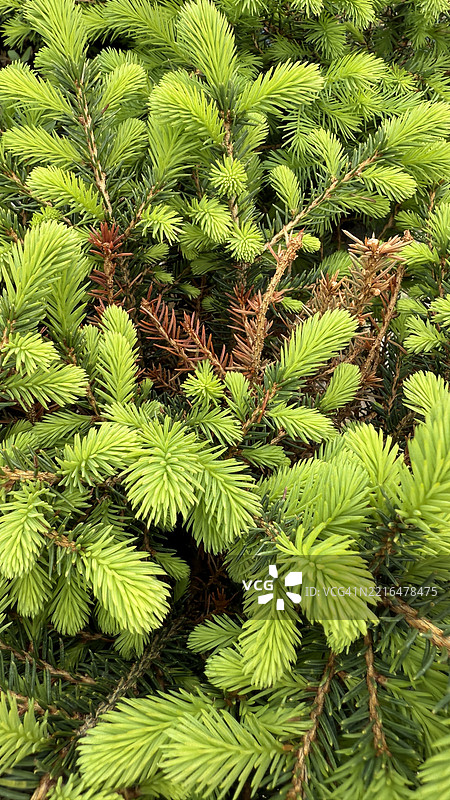 西卡云杉（Picea sitchensis）树枝特写图片素材