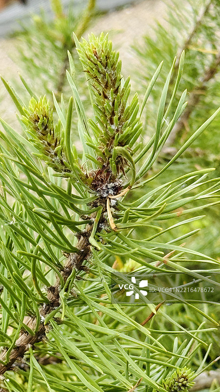 罗杰松树的新芽特写。图片素材