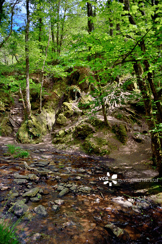 布罗塞利昂森林中的穆尼溪图片素材