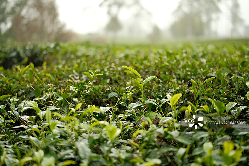 印度尼西亚中爪哇的茶园风景图片素材