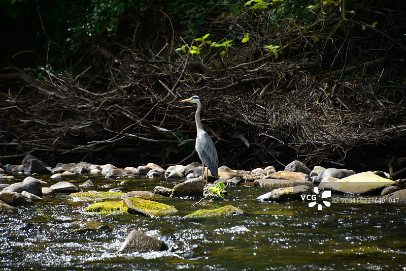 灰鹭在埃亨河钓鱼图片素材