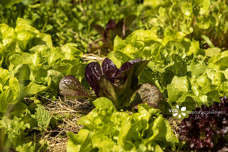 在维尔茨堡的有机自制花园中生长的生菜头图片素材