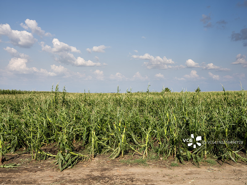 塞尔维亚沃伊伏丁那农场遭冰雹袭击后毁坏的农作物图片素材