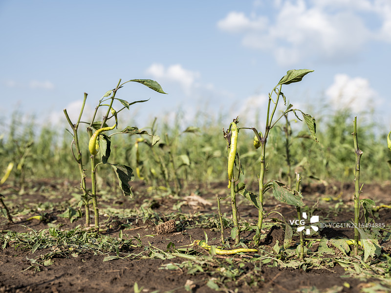 塞尔维亚沃伊伏丁那地区农场遭冰雹袭击后毁坏的农作物图片素材