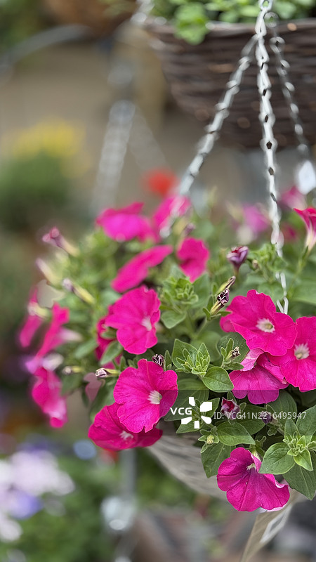 盛开的粉色花园矮牵牛花（Petunia atkinsiana）特写图片素材