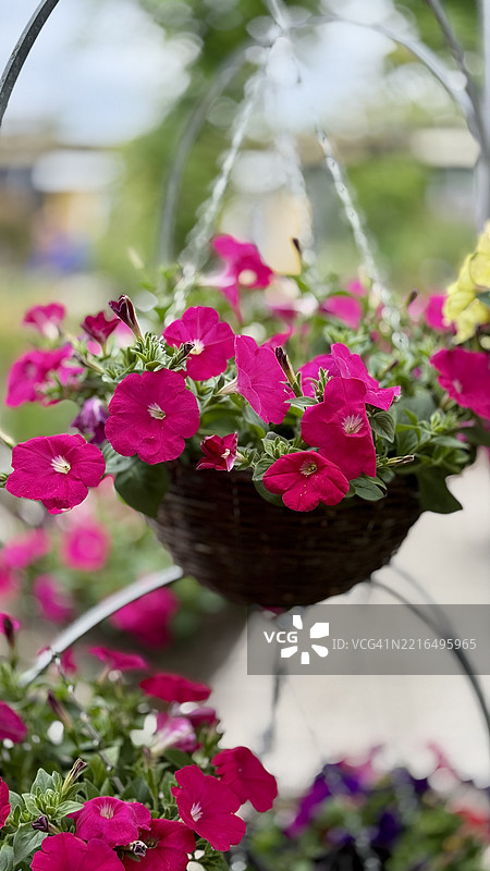 粉色花园矮牵牛（Petunia atkinsiana）含苞待放、盛开及特写图片素材