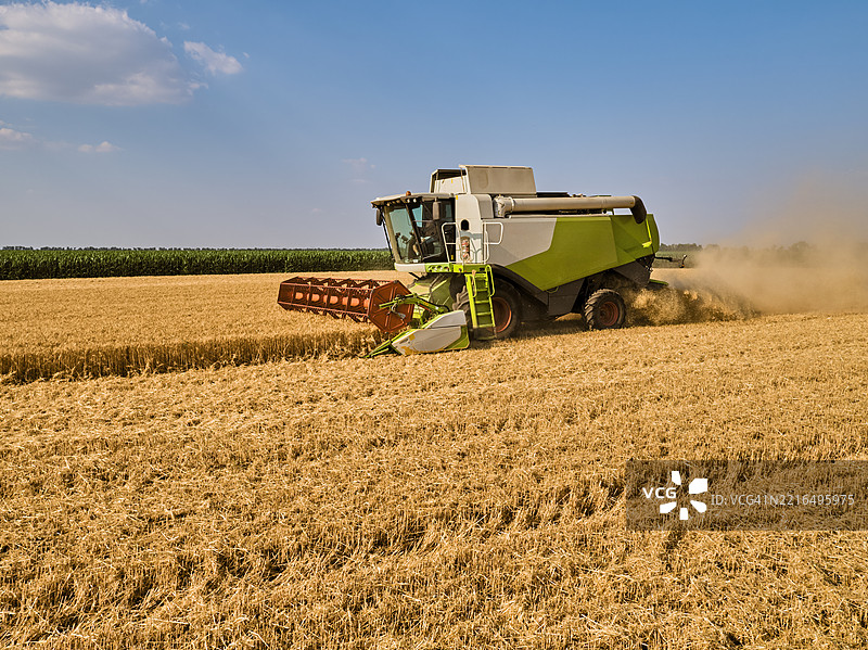 在塞尔维亚的沃伊伏丁那，夏季小麦田里正在作业的联合收割机图片素材