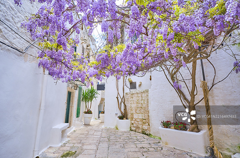 意大利奥斯图尼迷人的空街道上盛开的紫藤花图片素材