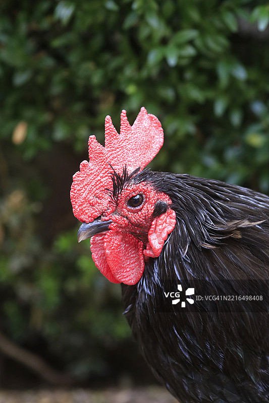 骄傲的公鸡特写，红色的冠在郁郁葱葱的绿色背景下。图片素材