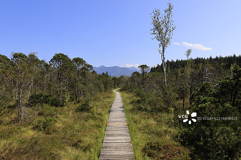 巴伐利亚州穆尔瑙沼泽的风景如画的木栈道，夏季时分图片素材