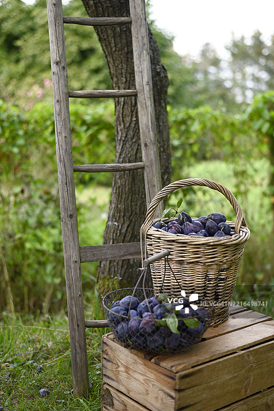 户外花园中，篮子和网袋里装着采摘的李子，旁边有一把梯子和一个木箱。图片素材