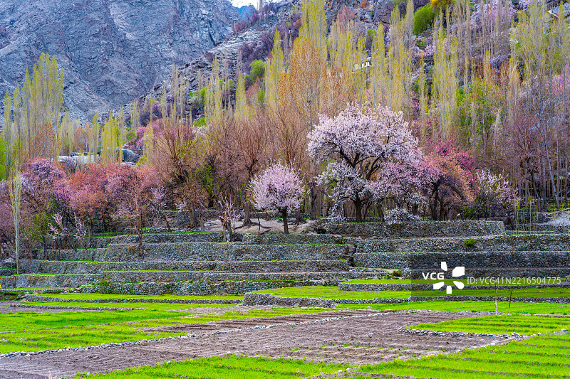 洪扎谷的樱花图片素材