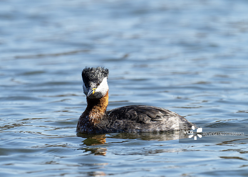 红颈鸊鷉；灰颈鸊鷉在英国兰开夏郡伯恩利附近的克劳布里奇水库。图片素材