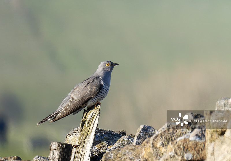 布兰德，兰开夏郡，英国的布谷鸟；布谷鸟（Cuculus Canorus）。图片素材