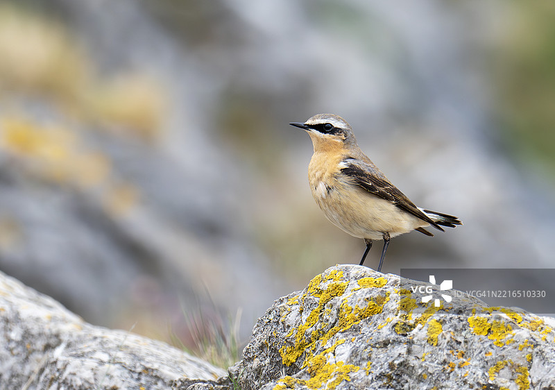 北方白鹡鸰，学名Oenanthe oenanthe，栖息于英国坎布里亚郡莫尔卡姆湾的汉弗里海头。图片素材