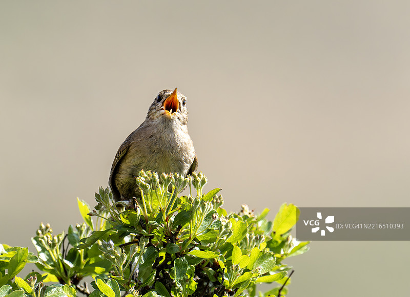 在英国湖区安布尔赛德，一只歌唱的鹪鹩（Troglodytes troglodytes）。图片素材