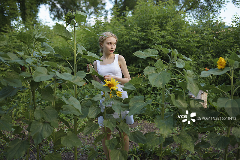 穿着白色裙子的金发女孩在夏季的花园里站在向日葵中间图片素材